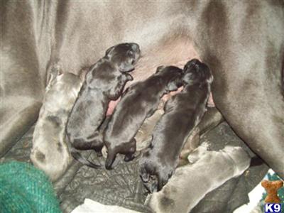 Puppies in WA